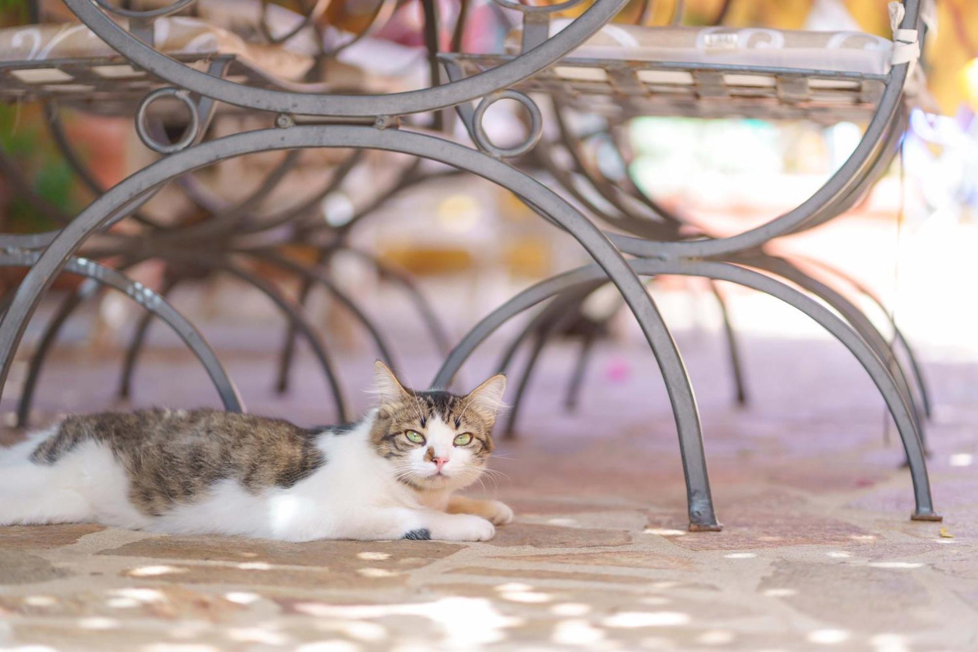 Il Piccolo Giardino Rooms & Breakfast Villasimius Bagian luar foto